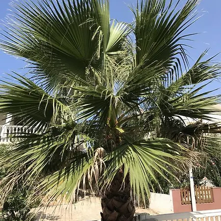 Plavo Sidro * Вир